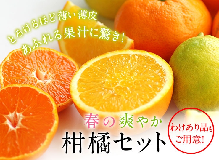 楽天市場】【送料無料】 国産 袋詰め 柑橘フルーツ 詰合せセット