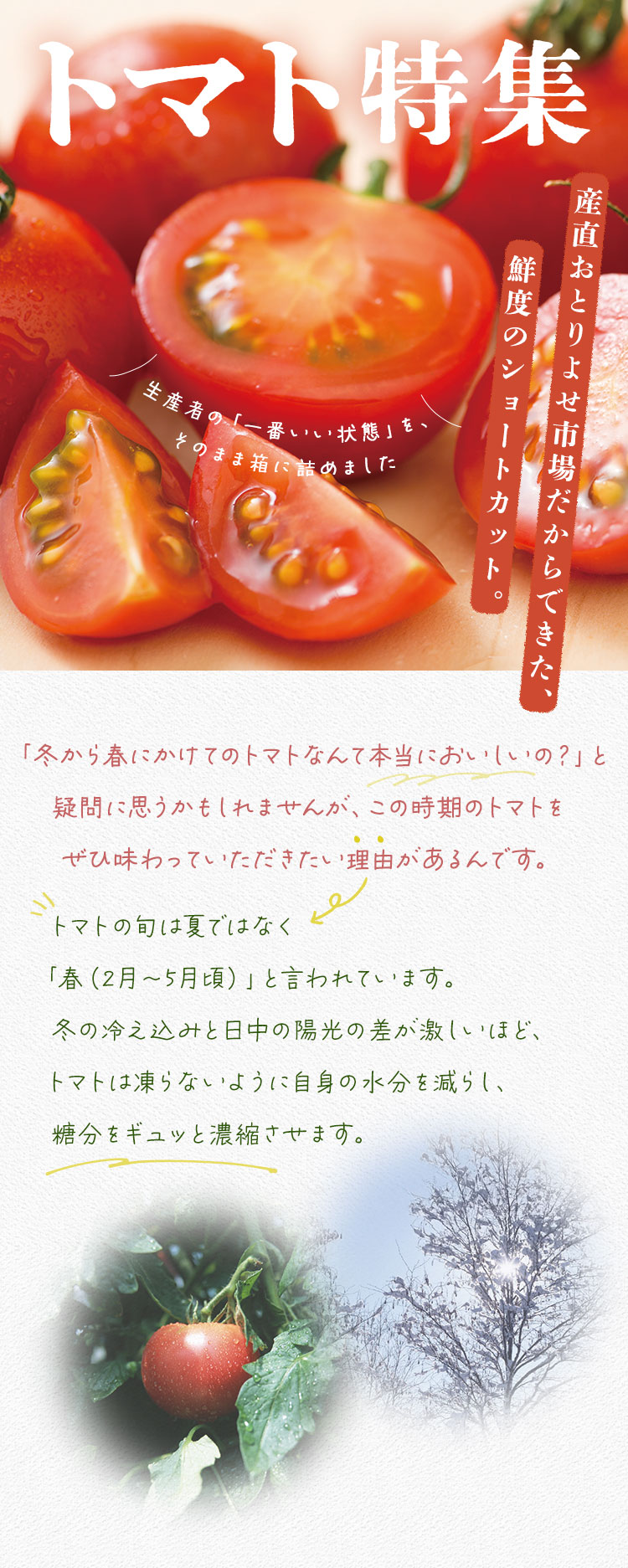 トマト特集｜ Oisix産直おとりよせ市場