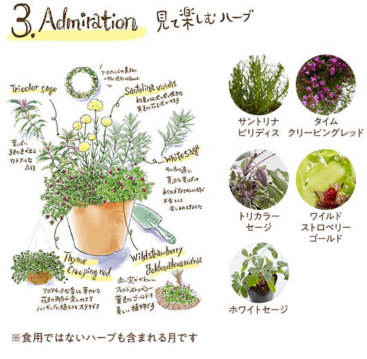 ハーブ苗寄せ植えセット oisix産直おとりよせ市場 ハーブ苗寄せ植えセット oisix産直おとりよせ市場
