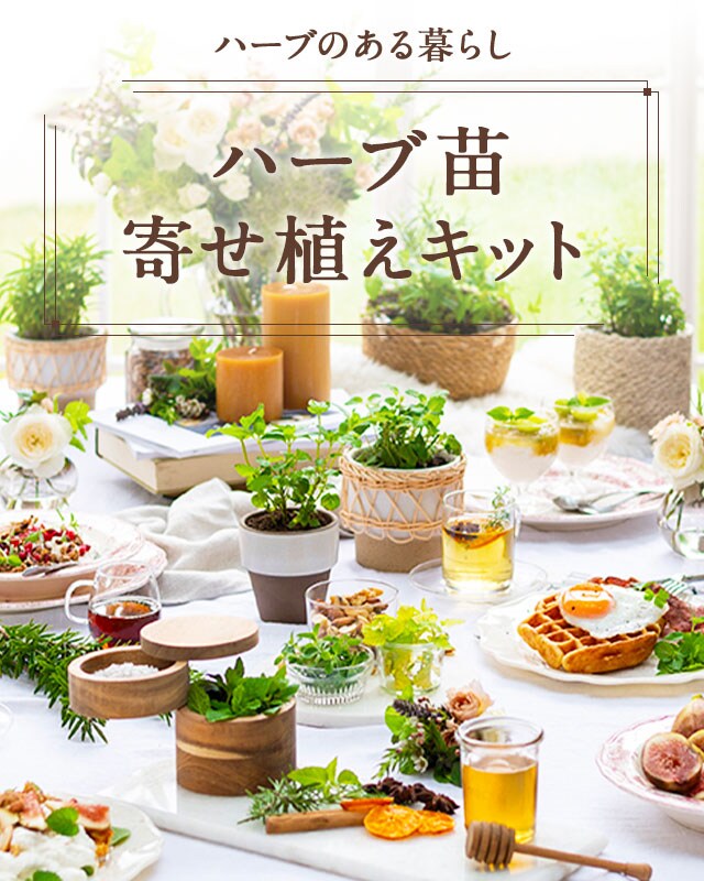ハーブ苗寄せ植えセット oisix産直おとりよせ市場 ハーブ苗寄せ植えセット oisix産直おとりよせ市場