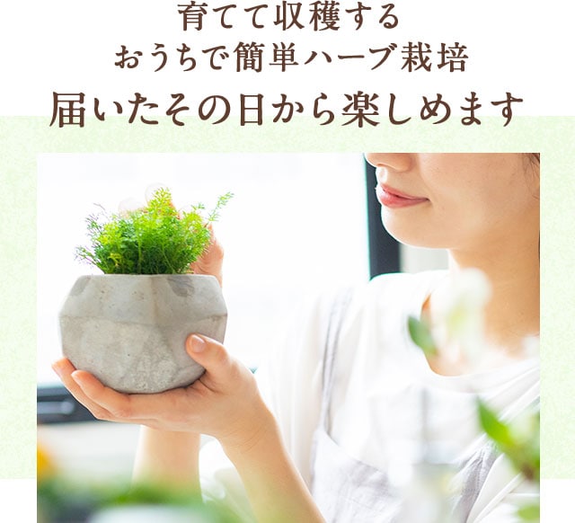 ハーブ苗寄せ植えセット ｏｉｓｉｘ産直おとりよせ市場