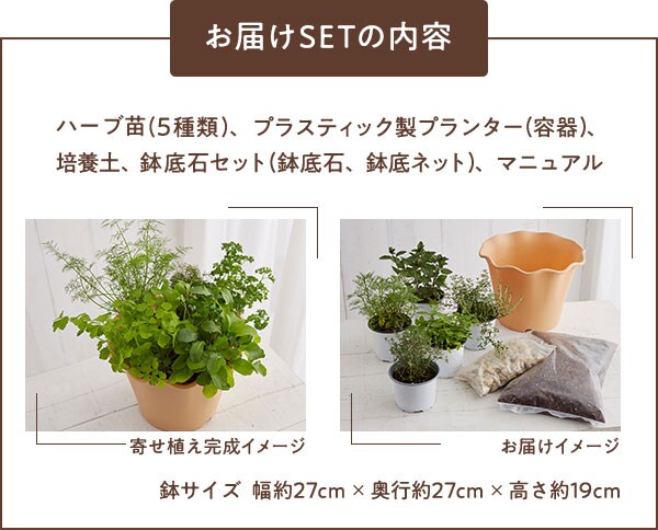 ハーブ苗寄せ植えセット ｏｉｓｉｘ産直おとりよせ市場