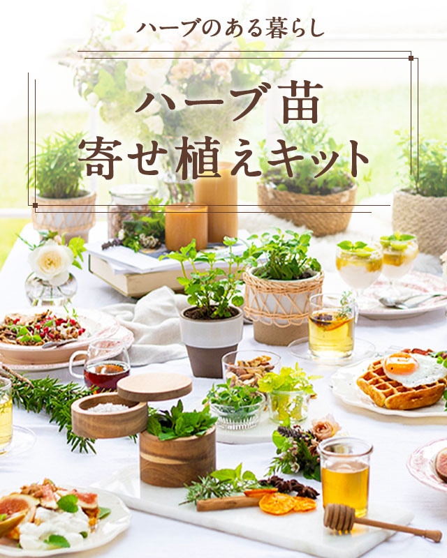 ハーブ苗寄せ植えセット ｏｉｓｉｘ産直おとりよせ市場