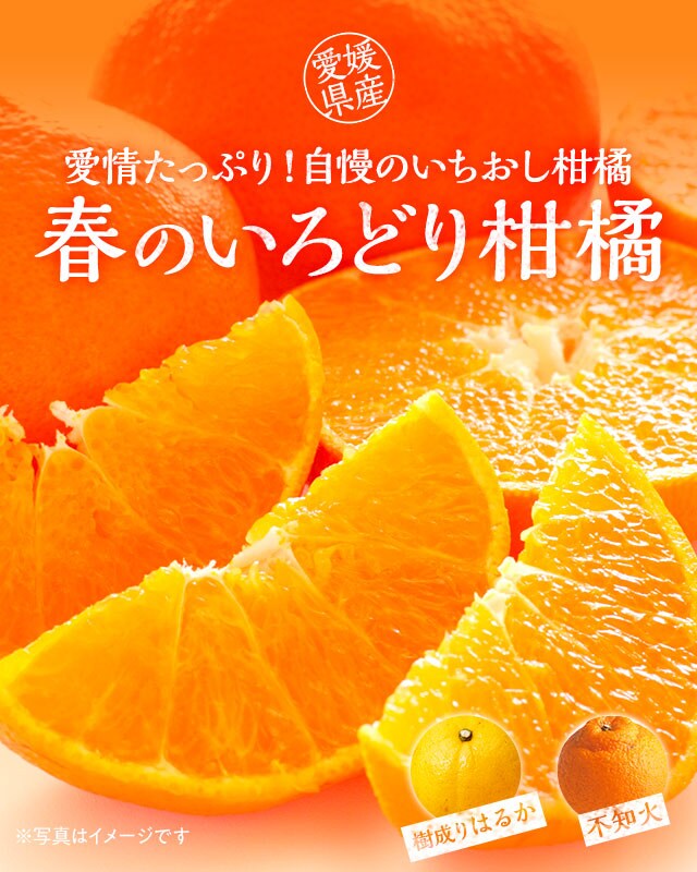 黄金柑（おうごんかん） - 伊藤農園のみかんな図鑑