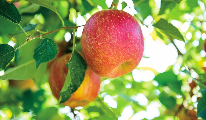 じゅくりん｜ Oisix産直おとりよせ市場