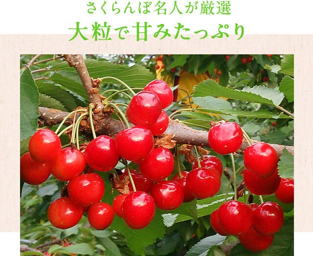 長野県産 旬のさくらんぼ｜ Oisix産直おとりよせ市場