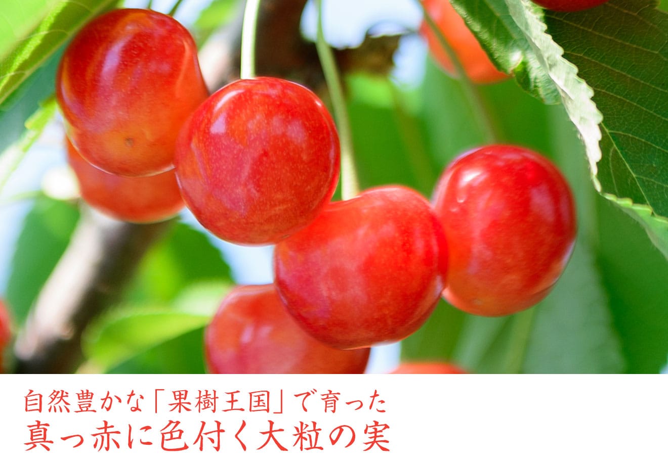 松栗農園 植松さんのこだわりさくらんぼ｜ Oisix産直