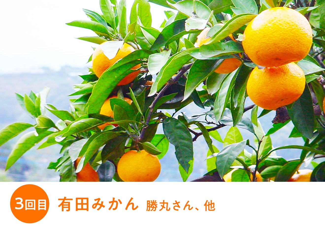 おミカンページです☆ 山下紅みかん｜ Oisix産直おとりよせ市場