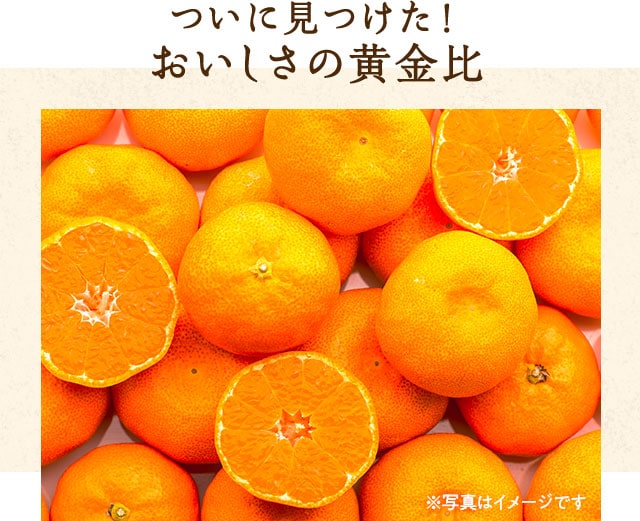 黄金比みかん oisix産直おとりよせ市場 黄金比みかん oisix産直おとりよせ市場
