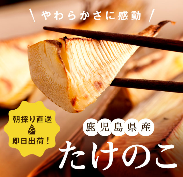 人気特価をすべて 朝掘直送たけのこ｜ Oisix産直おとりよせ市場 野菜