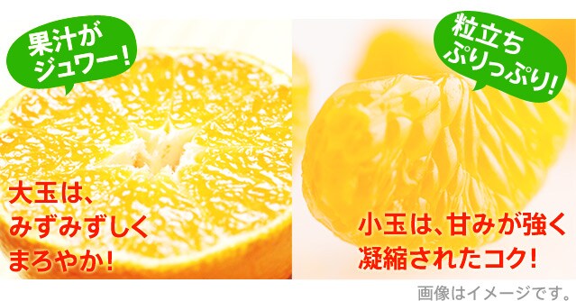 せとうちふぞろいみかん｜ Oisix産直おとりよせ市場