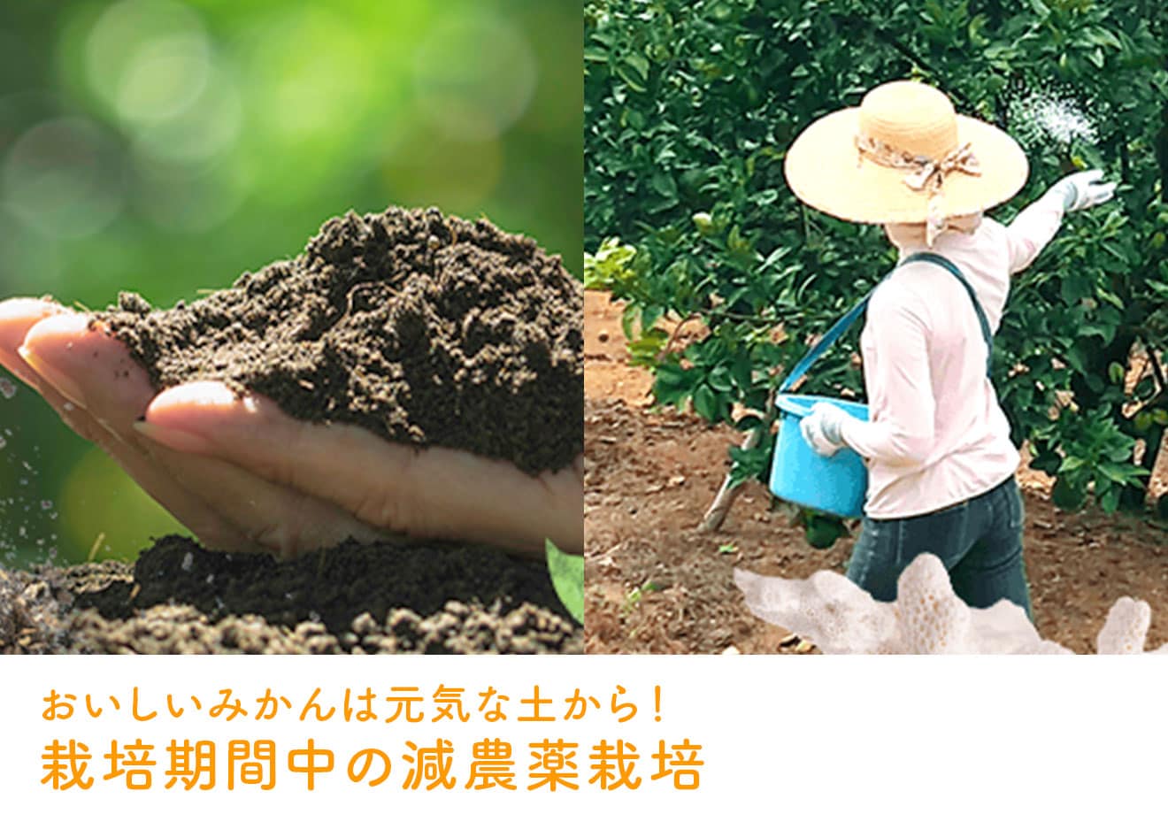 ふぞろい汐風みかん｜ Oisix産直おとりよせ市場