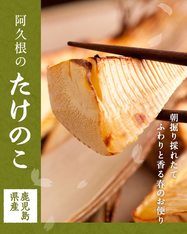 阿久根の朝堀りたけのこ oisix産直おとりよせ市場 阿久根の朝堀りたけのこ oisix産直おとりよせ市場