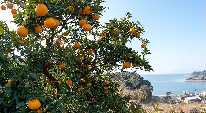 鶴田さんの柑橘｜ Oisix産直おとりよせ市場