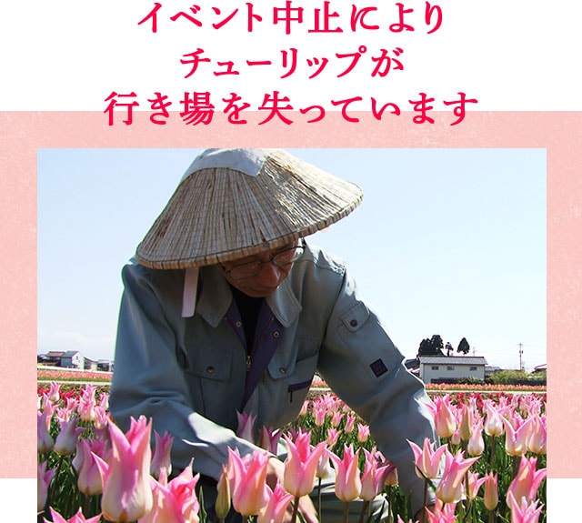 チューリップ ｏｉｓｉｘ産直おとりよせ市場