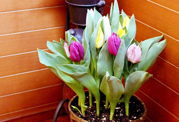 チューリップ　 チューリップ / 心の旅心の旅 Best - DISK-MARKET