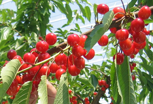 ギフト さくらんぼ 佐藤錦 L玉 100g×2個 ダイヤパック 山形 秀