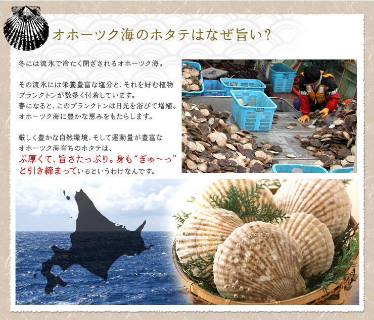 オホーツク海のホタテはなぜ旨い?