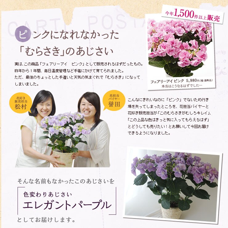色変わりあじさい エレガントパープル 13 母の日ギフトの予約 購入 Oisix おいしっくす 産直おとりよせ市場 色変わりあじさい エレガントパープル 13 母の日ギフトの予約 購入 Oisix おいしっくす 産直おとりよせ市場