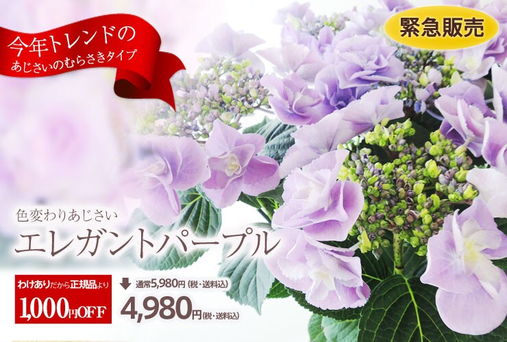 色変わりあじさい エレガントパープル 13 母の日ギフトの予約 購入 Oisix おいしっくす 産直おとりよせ市場 色変わりあじさい エレガントパープル 13 母の日ギフトの予約 購入 Oisix おいしっくす 産直おとりよせ市場