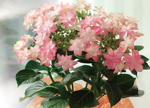 おいしっくすで販売数が多い母の日のお花 16年 Oisix母の日ギフト特集