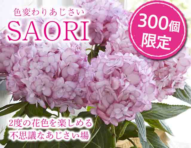 色変わりあじさいsaori 15年の母の日ギフト特集