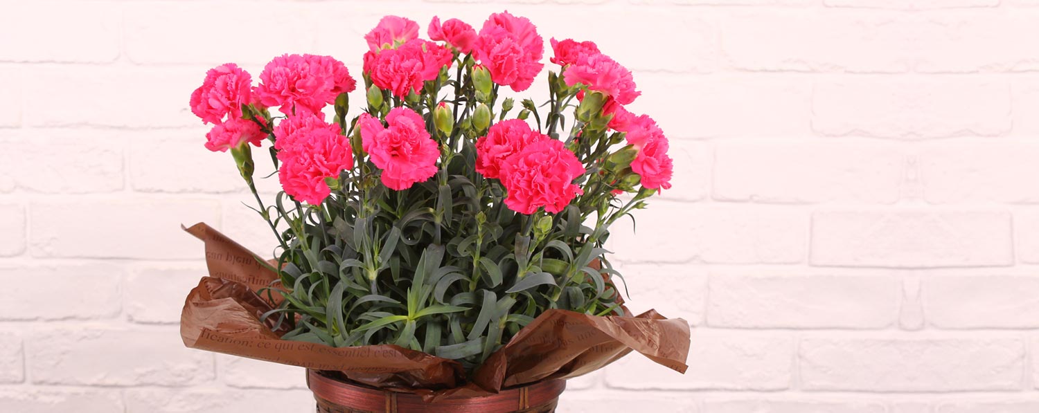 感謝の気持ちを伝えるピンクのカーネーション カーネーションの鉢植え 15年の母の日ギフト特集