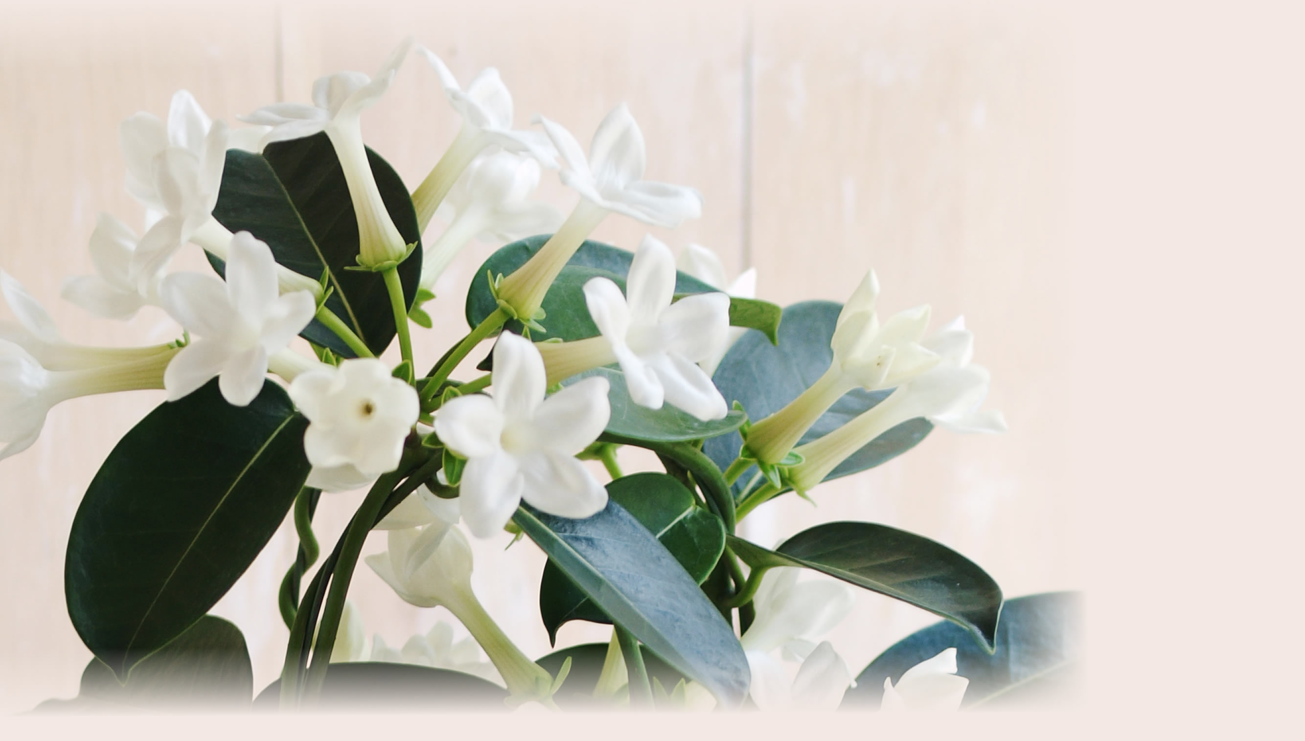 清楚な花姿の鉢植 マダガスカルジャスミンの鉢植え 15年の母の日ギフト特集
