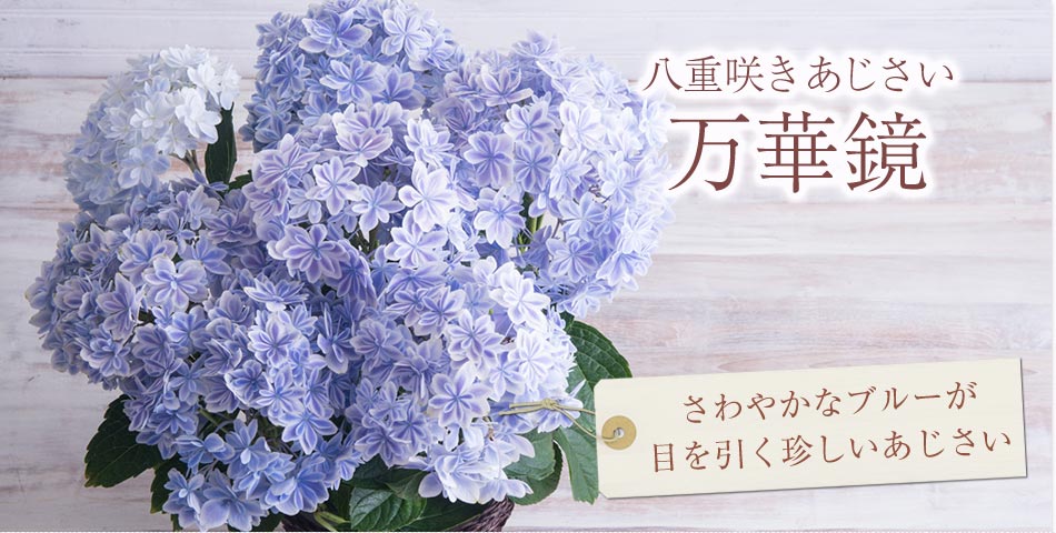 八重咲きあじさい 万華鏡 16年 Oisix母の日ギフト特集