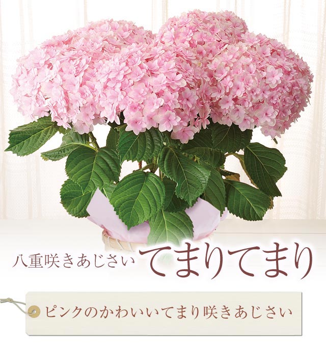 八重咲あじさい てまりてまり 16年 Oisix母の日ギフト特集