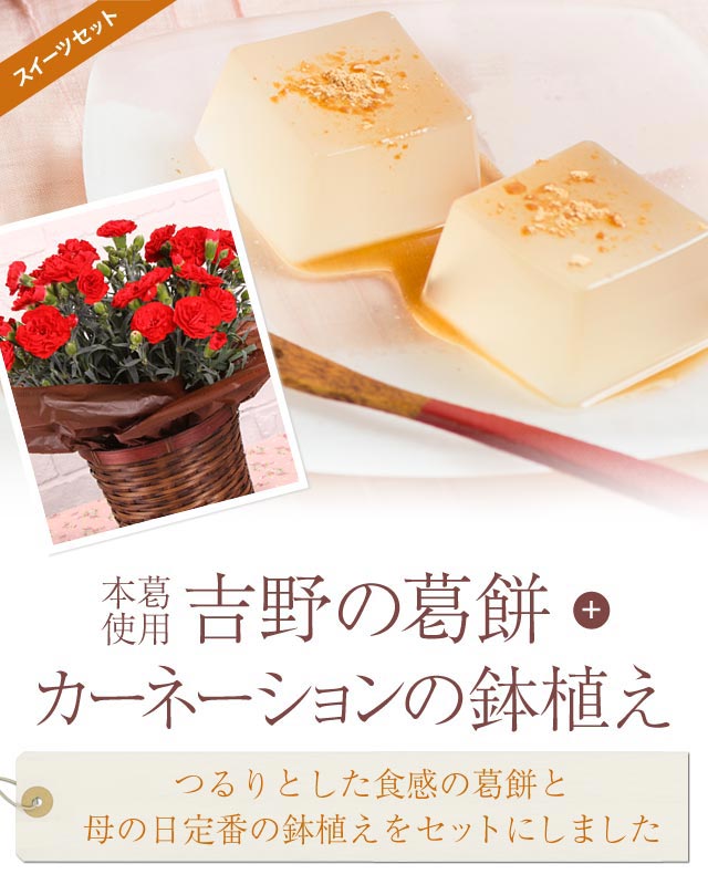 カーネーション鉢植 吉野の葛餅 16年 Oisix母の日ギフト特集 カーネーション鉢植 吉野の葛餅 16年 Oisix母の日ギフト特集
