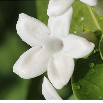 マダガスカルジャスミンの鉢植え 16年 Oisix母の日ギフト特集