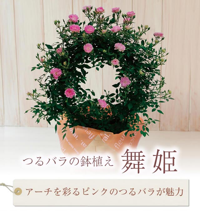 つるバラの鉢植え 舞姫 16年 Oisix母の日ギフト特集