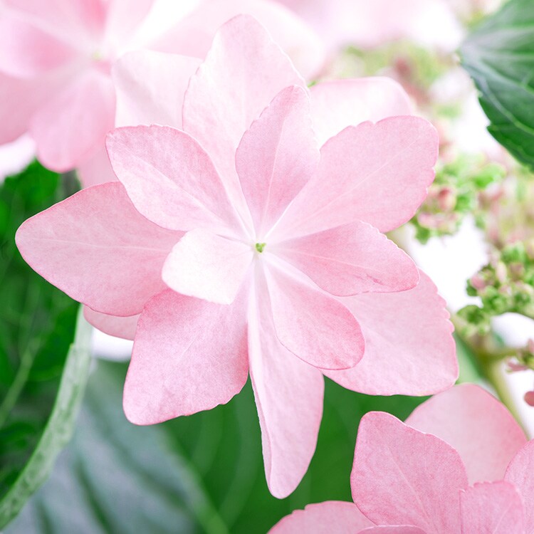 星咲きあじさい ダンスパーティー 18年 Oisix母の日ギフト特集