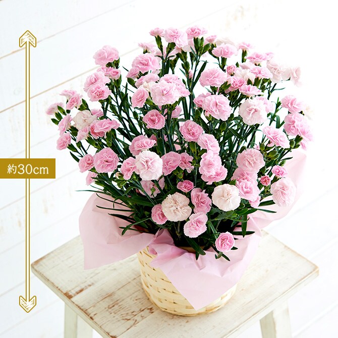 カーネーション バンビーノ 18年 Oisix母の日ギフト特集