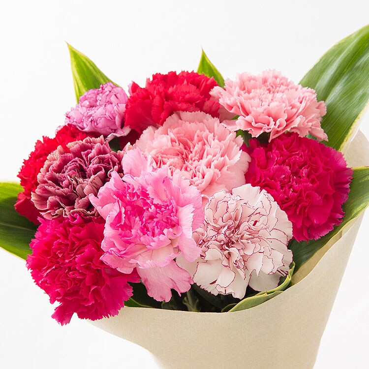 7色カーネーション ワントーングラデーション 18年 Oisix母の日ギフト特集