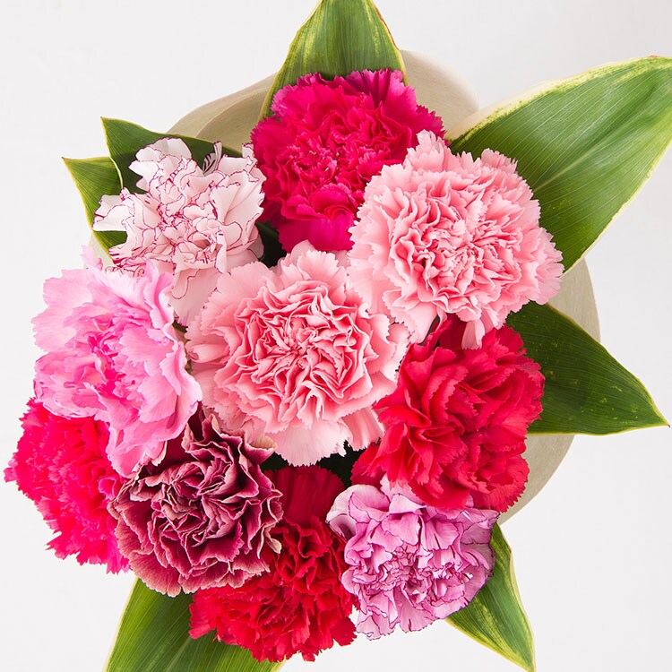 7色カーネーション ワントーングラデーション 18年 Oisix母の日ギフト特集