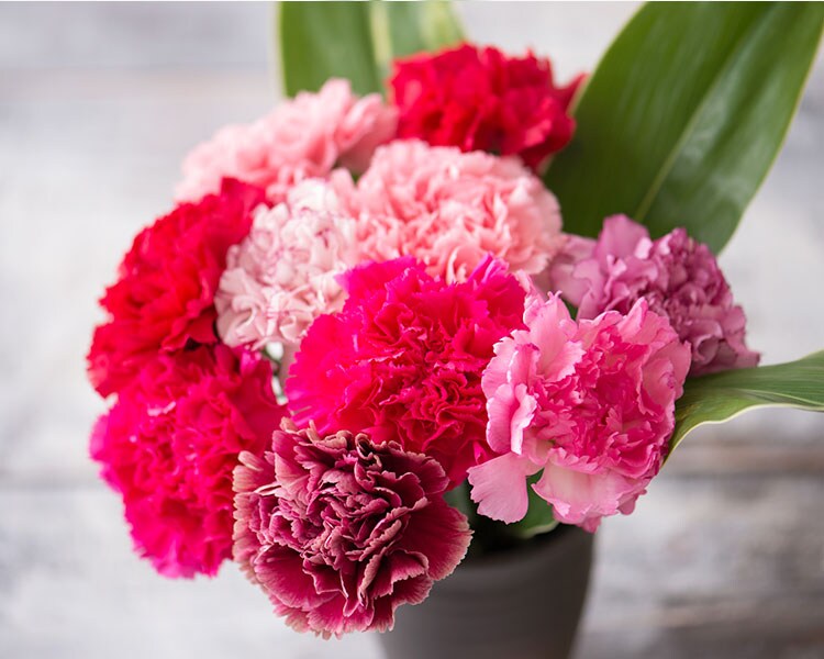 7色カーネーション ワントーングラデーション 18年 Oisix母の日ギフト特集