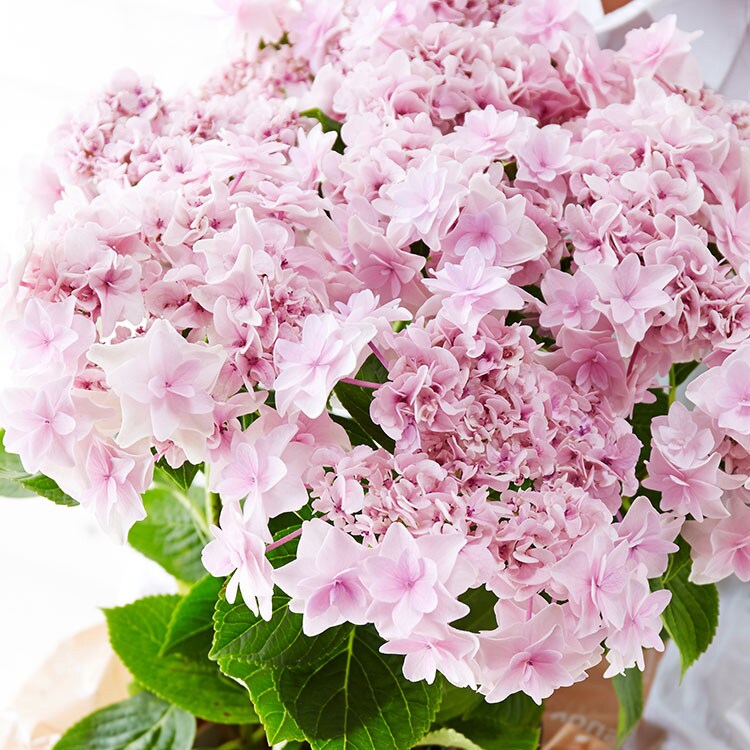 ウェディングブーケ 18年 Oisix母の日ギフト特集