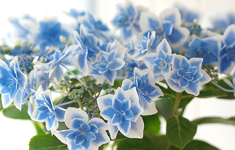 星咲きあじさい こんぺいとう 19年 Oisix母の日ギフト特集 星咲きあじさい こんぺいとう 19年 Oisix母の日ギフト特集