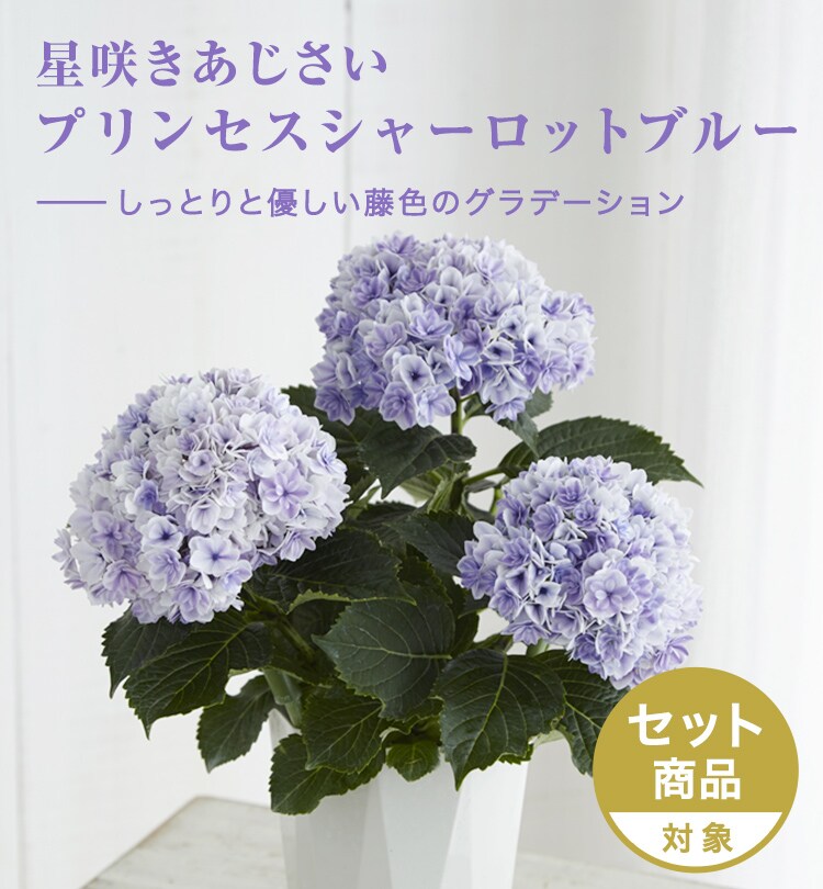 星咲きあじさい プリンセスシャーロットブルー 19年 Oisix母の日ギフト特集 星咲きあじさい プリンセスシャーロットブルー 19年 Oisix母の日ギフト特集
