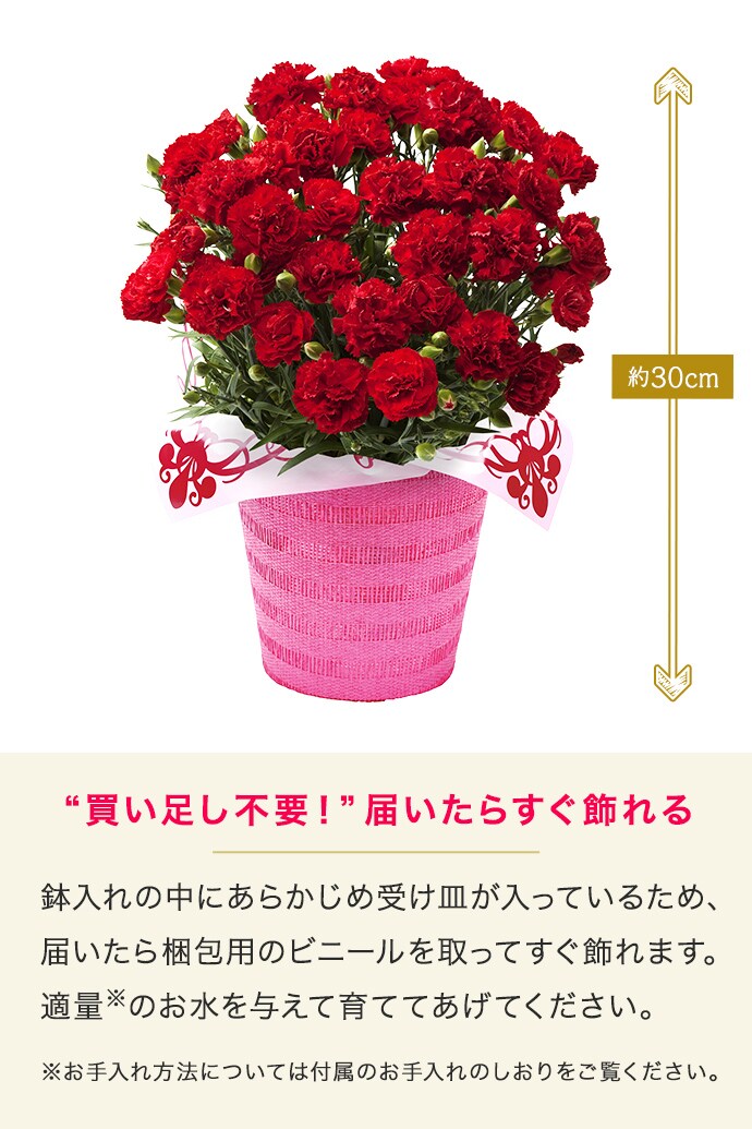 真紅のカーネーション グランルージュ 19年 Oisix母の日ギフト特集 真紅のカーネーション グランルージュ 19年 Oisix母の日ギフト特集