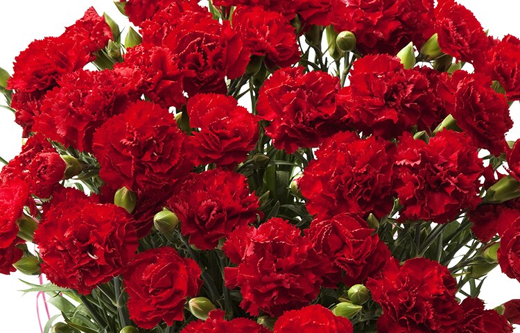 真紅のカーネーション グランルージュ 19年 Oisix母の日ギフト特集 真紅のカーネーション グランルージュ 19年 Oisix母の日ギフト特集