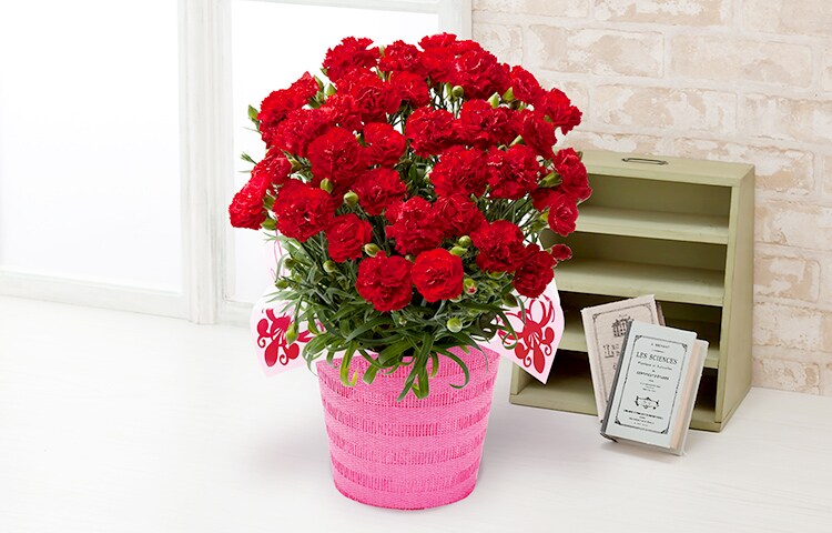 真紅のカーネーション グランルージュ 19年 Oisix母の日ギフト特集 真紅のカーネーション グランルージュ 19年 Oisix母の日ギフト特集