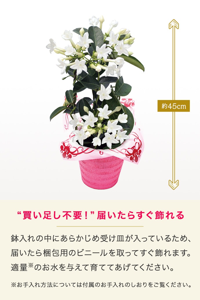 清らかな花姿 マダガスカルジャスミン 19年 Oisix母の日ギフト特集 清らかな花姿 マダガスカルジャスミン 19年 Oisix母の日ギフト特集