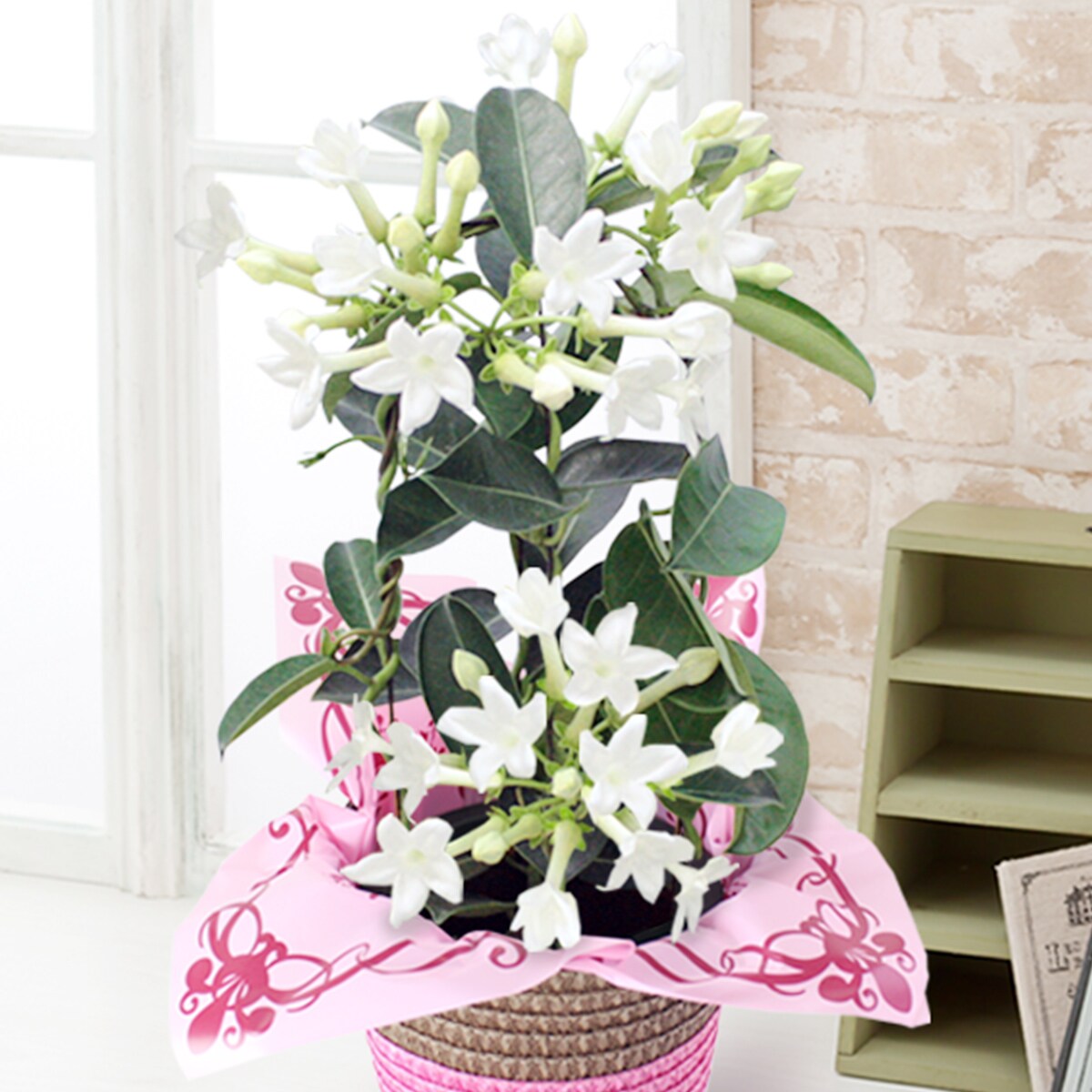 清らかな花姿 マダガスカルジャスミン 19年 Oisix母の日ギフト特集