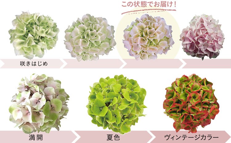 四季咲きあじさい コットンキャンディ 21年 Oisix母の日ギフト特集 四季咲きあじさい コットンキャンディ 21年 Oisix母の日ギフト特集