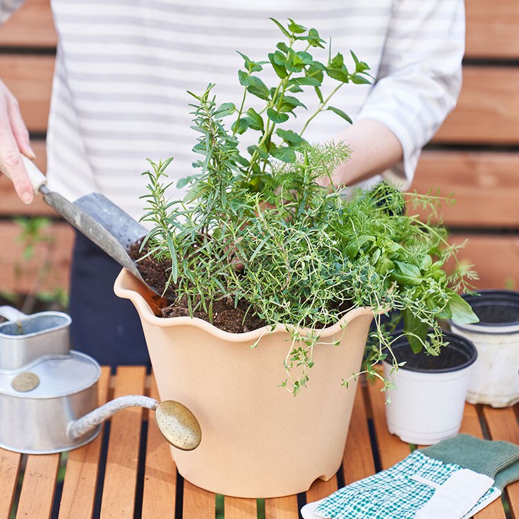 Oisixオリジナル ハーブ苗寄せ植えキット 21年 Oisix母の日ギフト特集