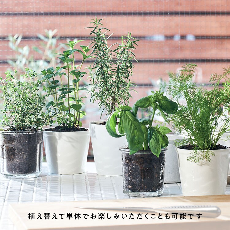 Oisixオリジナル ハーブ苗寄せ植えキット 21年 Oisix母の日ギフト特集 Oisixオリジナル ハーブ苗寄せ植えキット 21年 Oisix母の日ギフト特集