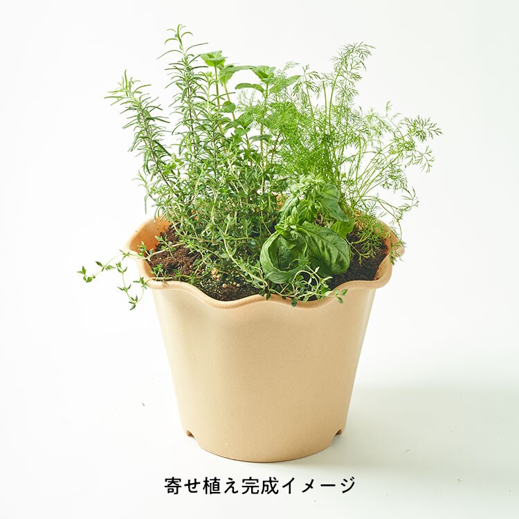 Oisixオリジナル ハーブ苗寄せ植えキット 21年 Oisix母の日ギフト特集